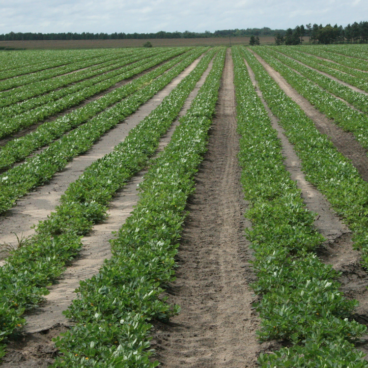 USDA changes Seg 2 peanut grading requirements